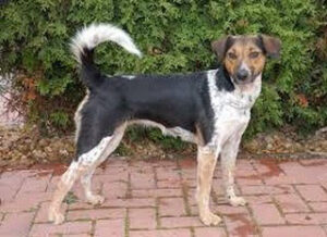 český strakatý pes