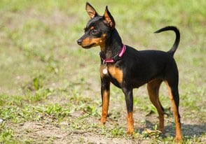 pražský krysařík