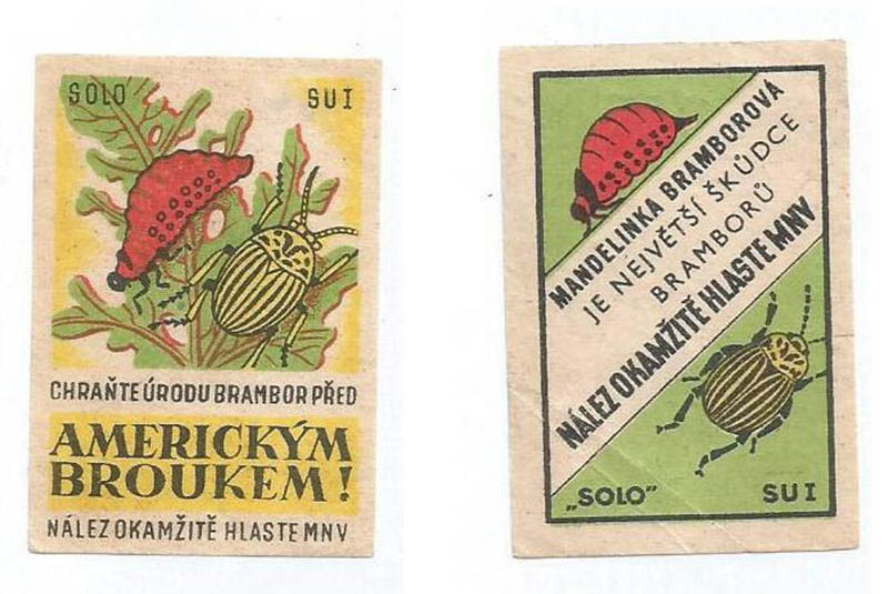 Colorado Potato Beetle, the “Bad American Bug”